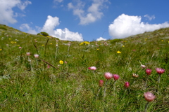 Helichrysum ecklonis