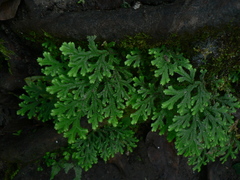 Selaginella doederleinii