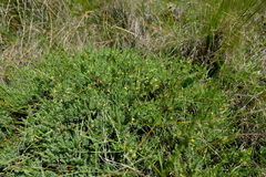 Gnidia propinqua