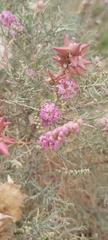Tamarix aucheriana