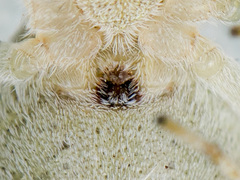 Philodromus longipalpis