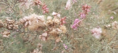 Tamarix aucheriana