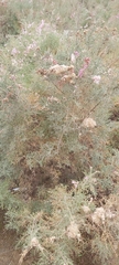 Tamarix aucheriana