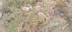 Tamarix aucheriana