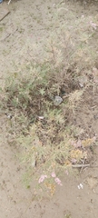 Tamarix aucheriana