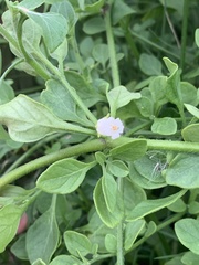 Salpichroa origanifolia