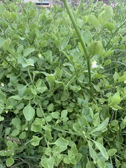 Salpichroa origanifolia