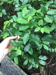 Eupomatia laurina