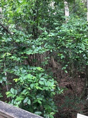 Eupomatia laurina