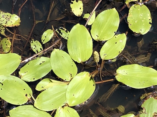 Potamogeton tricarinatus observed 2020-12-31