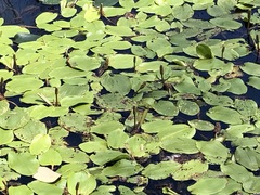 Potamogeton tricarinatus