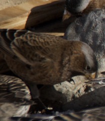 Leucosticte tephrocotis tephrocotis