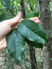 Sarcomelicope simplicifolia
