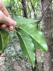 Sarcomelicope simplicifolia