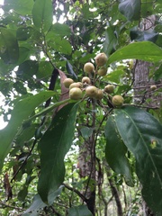 Sarcomelicope simplicifolia