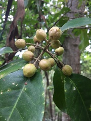 Sarcomelicope simplicifolia
