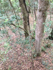 Sarcomelicope simplicifolia