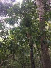 Sarcomelicope simplicifolia