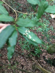 Mischocarpus pyriformis