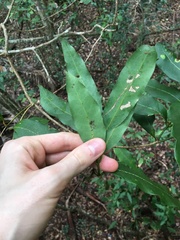 Mischocarpus pyriformis