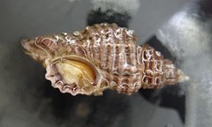 Paciocinebrina interfossa