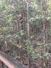 Mischocarpus pyriformis