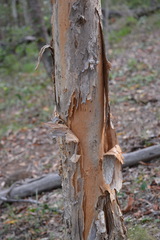Melaleuca irbyana