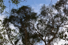 Melaleuca irbyana