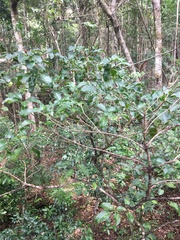 Sarcomelicope simplicifolia