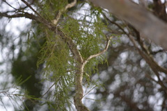 Melaleuca irbyana