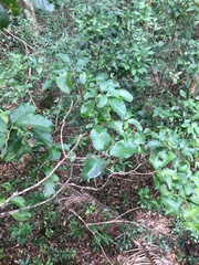 Sarcomelicope simplicifolia