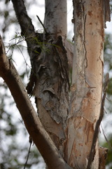Melaleuca irbyana