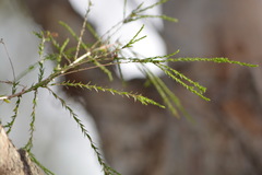 Melaleuca irbyana