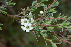 Leptospermum myrtifolium