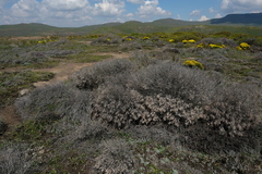 Passerina montana