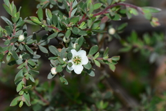 Leptospermum myrtifolium