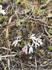 Stylidium petiolare
