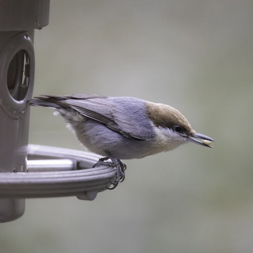 Brown-headed Nuthatch