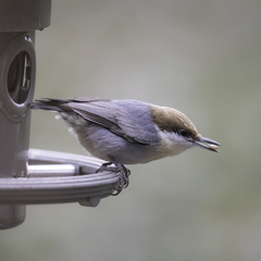 Brown-Headed Nuthatch photo 4