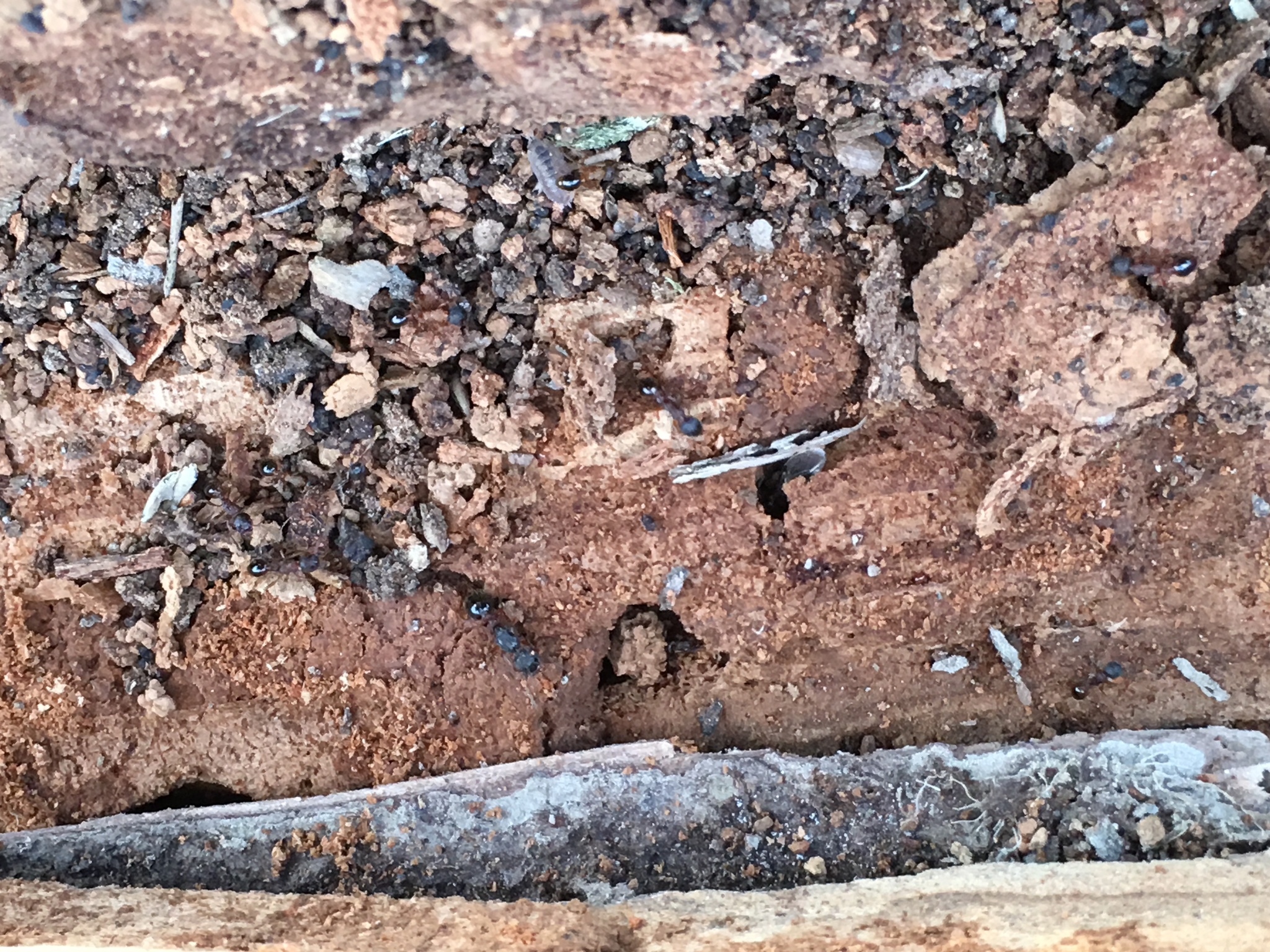 Myrmica incompleta