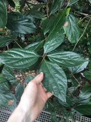 Neolitsea dealbata