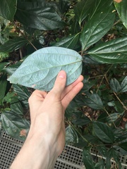 Neolitsea dealbata