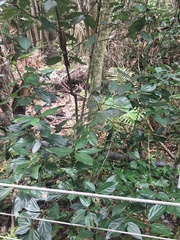 Neolitsea dealbata