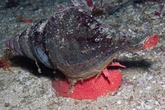 Africofusus ocelliferus