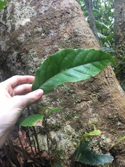 Sloanea australis