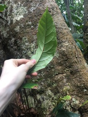 Sloanea australis