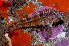 Chinese Klipfish photo 1