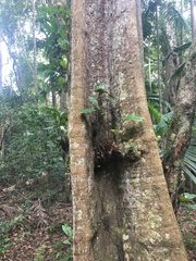 Sloanea australis