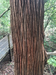 Callitris macleayana