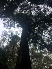 Callitris macleayana